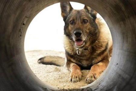 超越忠诚：军犬为何能救主人一命的感人故事