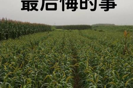 探寻“命带踢人”的深意：生活中的命运与选择