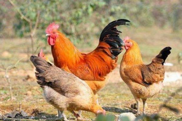 六九年出生的鸡:命格与人生的探讨 六九年出生的鸡:命格与人生的探讨