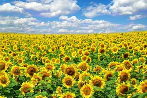 探索1996年7月15日出生的命运与性格揭秘 探索1996年7月15日出生的命运与性格揭秘