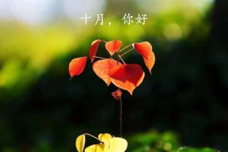 命里缺水，家里放什么能带来好运与和谐？