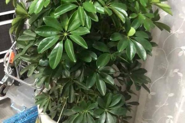 适合炉中火命的绿植推荐,助你提升运势与生活品质 适合炉中火命的绿植推荐,助你提升运势与生活品质