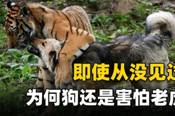 凌晨两点出生成的虎命解读——你的命运与生俱来的气场 凌晨两点出生成的虎命解读——你的命运与生俱来的气场