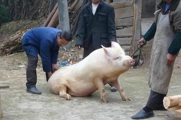 揭秘71年猪的命运:如何借助老黄历掌握人生运势 揭秘71年猪的命运:如何借助老黄历掌握人生运势