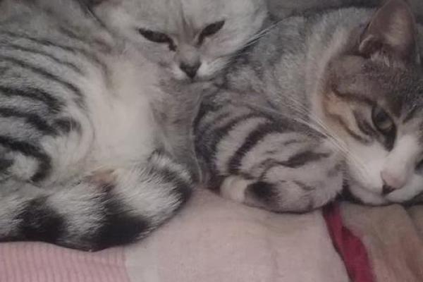 猫咪为何被誉为拥有九条命的神秘生物? 猫咪为何被誉为拥有九条命的神秘生物?