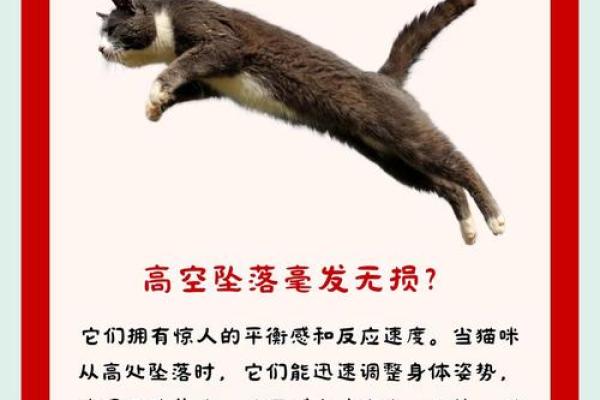 猫咪为何被誉为拥有九条命的神秘生物? 猫咪为何被誉为拥有九条命的神秘生物?