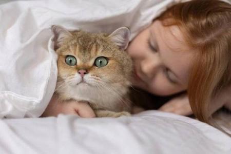 猫的神秘之旅：揭秘“猫有九条命”的传说与现实