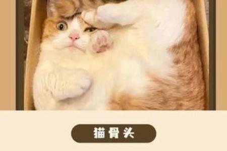 猫咪的九条命：无尽的神秘与魅力之旅