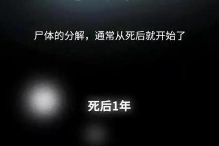 蚂蚁命如草芥，探寻生命的脆弱与坚韧