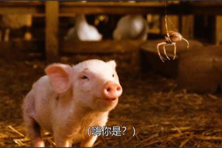 揭秘71年猪的命运：如何借助老黄历掌握人生运势