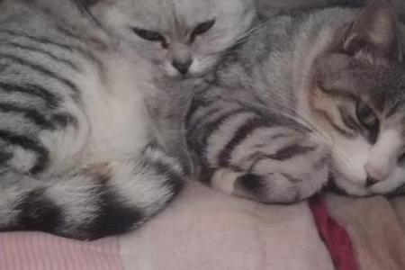猫咪为何被誉为拥有九条命的神秘生物？