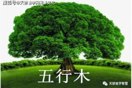 马的命属性与五行的神秘关联：如何解读你的命理