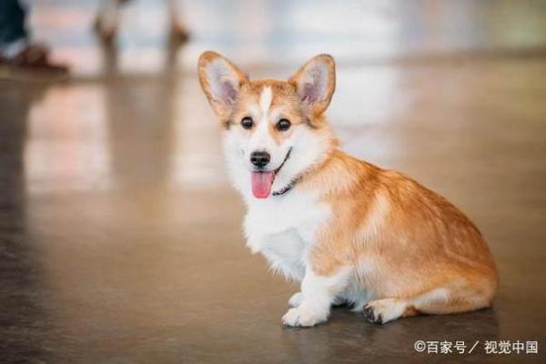 命里缺土的人适合养什么宠物?让我们来探讨一下! 命里缺土的人适合养什么宠物?让我们来探讨一下!