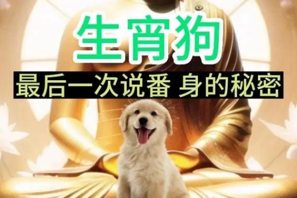 1994年出生的狗:命运与性格的深刻解读 1994年出生的狗:命运与性格的深刻解读