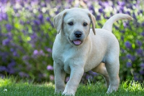 犬类的健康权利:我们应如何保护我们的毛茸茸朋友? 犬类的健康权利:我们应如何保护我们的毛茸茸朋友?