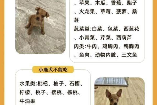 六月出生的狗女:独特命运与性格特征探秘 六月出生的狗女:独特命运与性格特征探秘