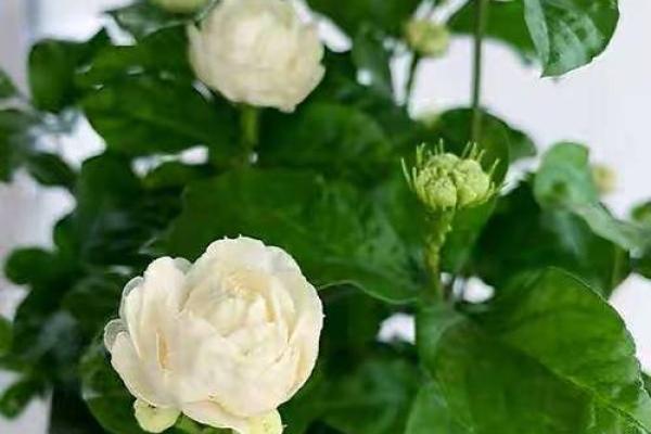 路旁土命女适合养什么花,如何选择与搭配? 路旁土命女适合养什么花,如何选择与搭配?
