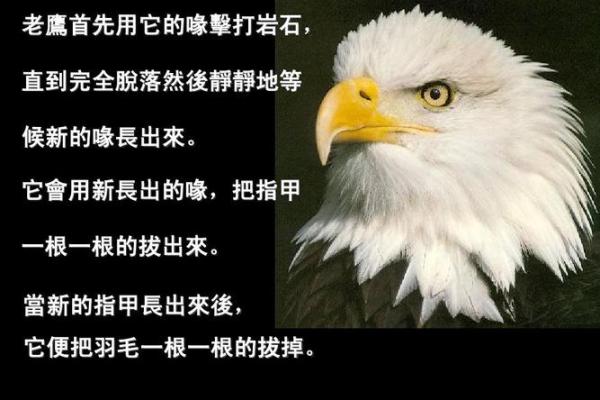 命主未入正官格的深层解析与人生启示 命主未入正官格的深层解析与人生启示