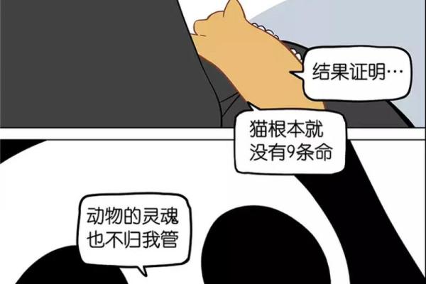 猫有九条命:九种不同的生活体验与探险之旅 猫有九条命:九种不同的生活体验与探险之旅
