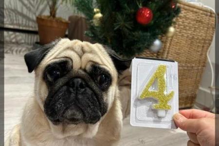 犬类的健康权利：我们应如何保护我们的毛茸茸朋友？