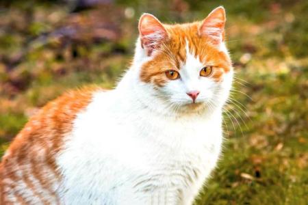 猫有九条命与生肖的神秘联系