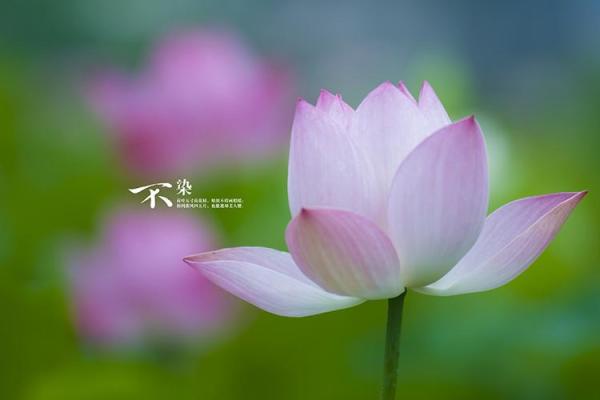 命带吉星的人的命运解析与精彩人生 命带吉星的人的命运解析与精彩人生