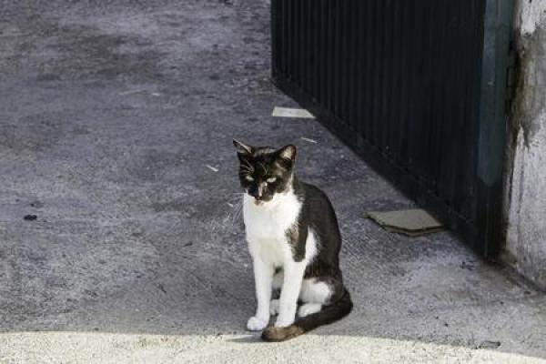 流浪猫的命运:孤独而坚韧的猫生之旅 流浪猫的命运:孤独而坚韧的猫生之旅