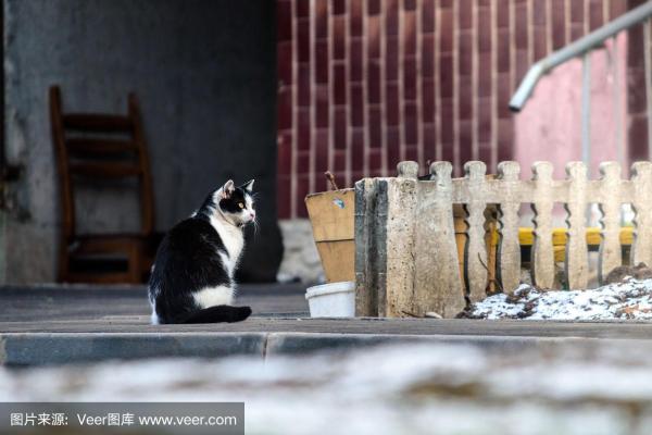 流浪猫的命运:孤独而坚韧的猫生之旅 流浪猫的命运:孤独而坚韧的猫生之旅