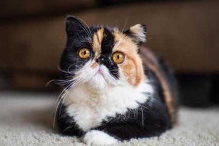 猫咪的九条命：探索生命力的奥秘与魅力