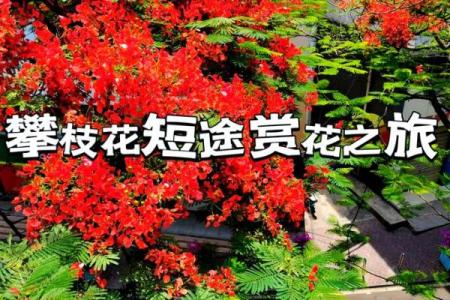 路旁土命女适合养什么花？探秘她们的花卉情缘！
