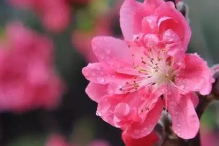 揭秘木命催桃花的吉祥物，助你桃花运旺盛！