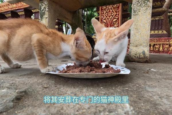 猫有九条命,生肖中的神秘象征与启示 猫有九条命,生肖中的神秘象征与启示